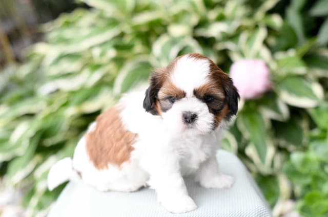 Shih Tzu Puppies media 6