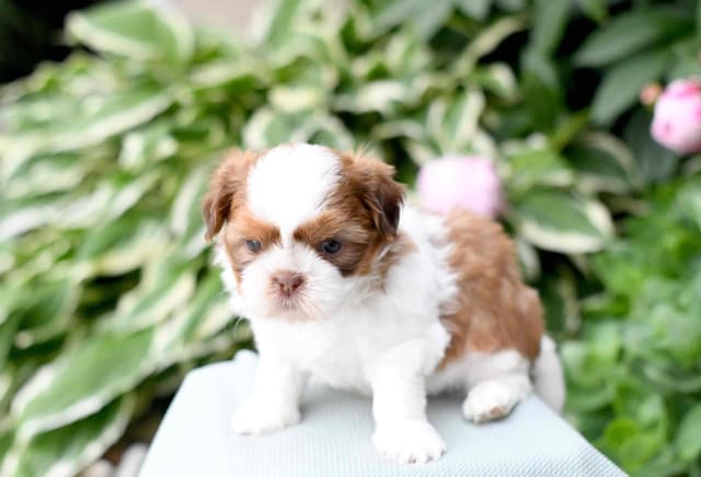 Shih Tzu Puppies media 8