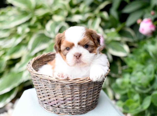 Shih Tzu Puppies media 7