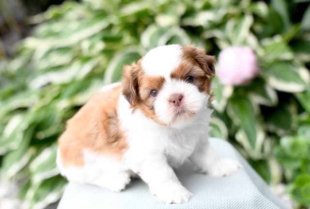 Shih Tzu Puppies media 9