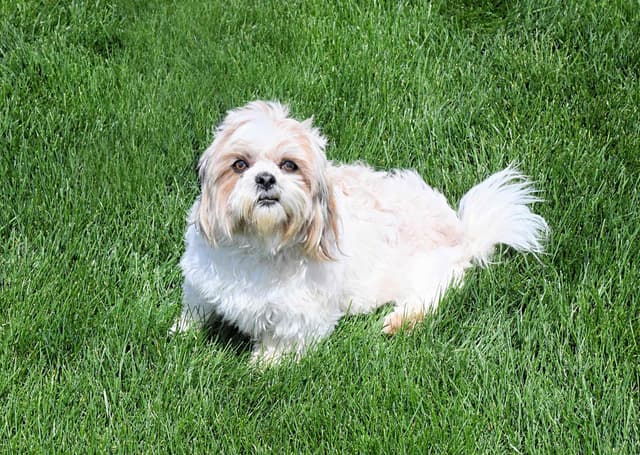Shih Tzu Puppies media 10