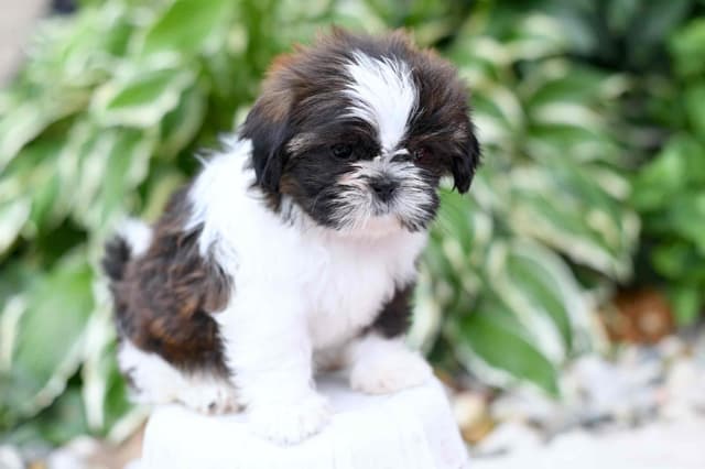 Shih Tzu Puppies media 3