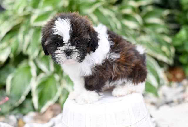 Shih Tzu Puppies media 2