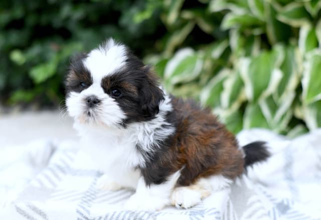 Shih Tzu Puppies media 2