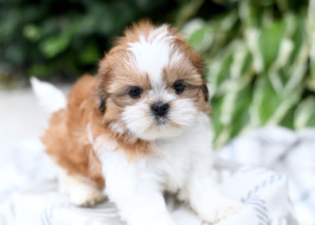 Shih Tzu Puppies media 6
