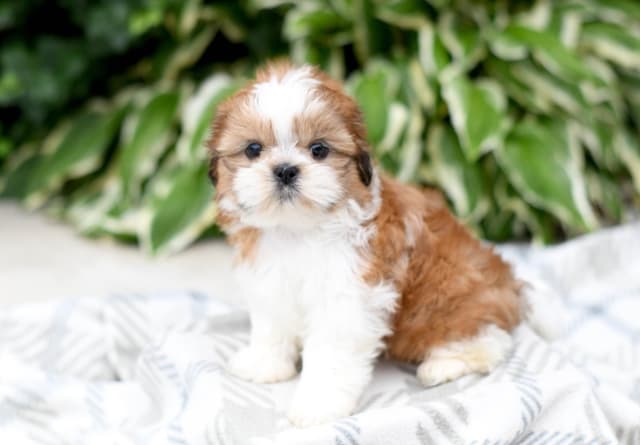 Shih Tzu Puppies media 5