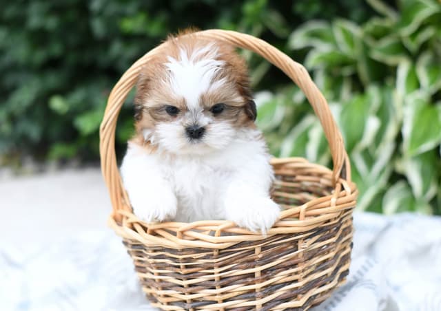 Shih Tzu Puppies media 4