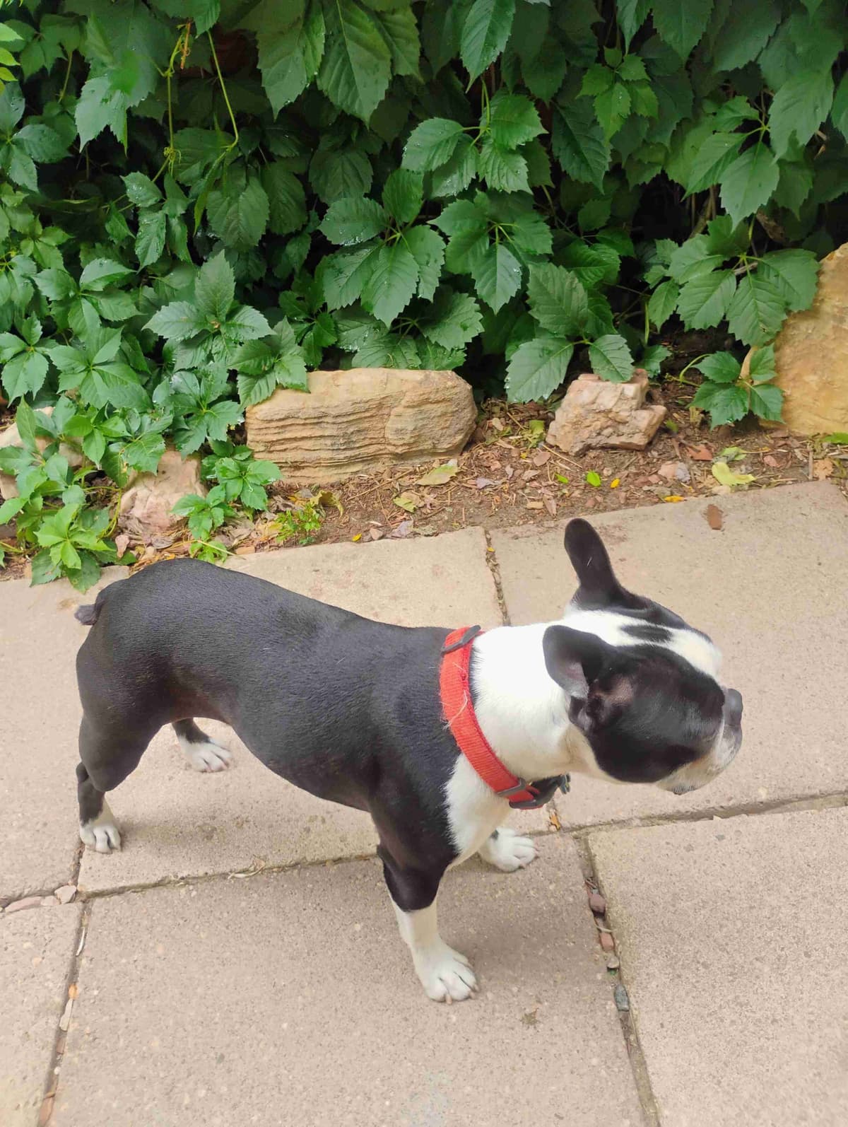 Boston Terrier Puppies breeder image 9