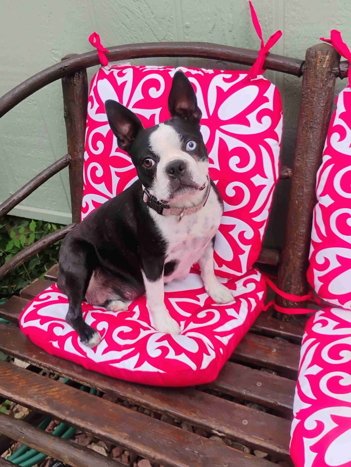 Boston Terrier Puppies breeder image 12