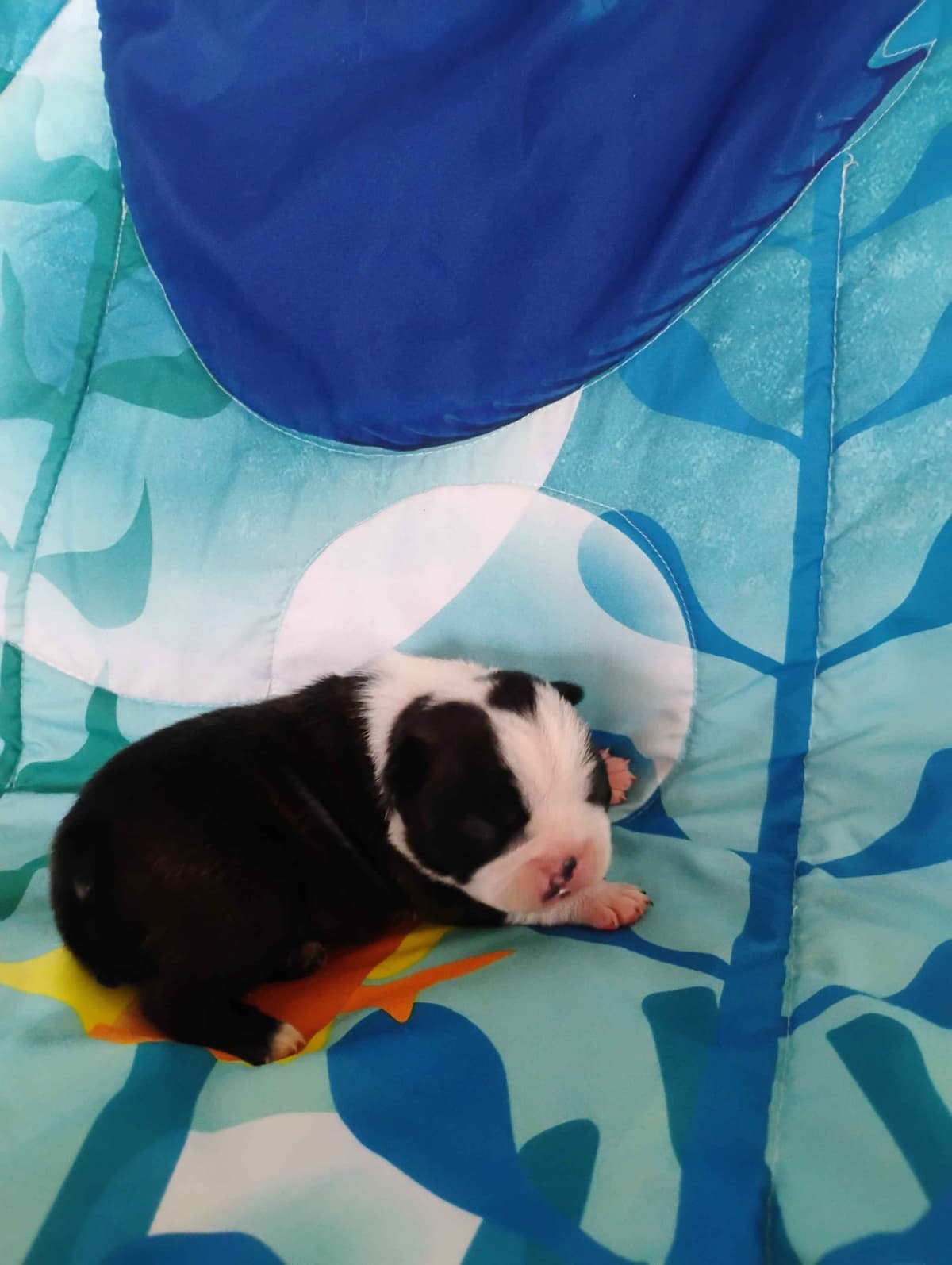 Boston Terrier Puppies breeder image 4