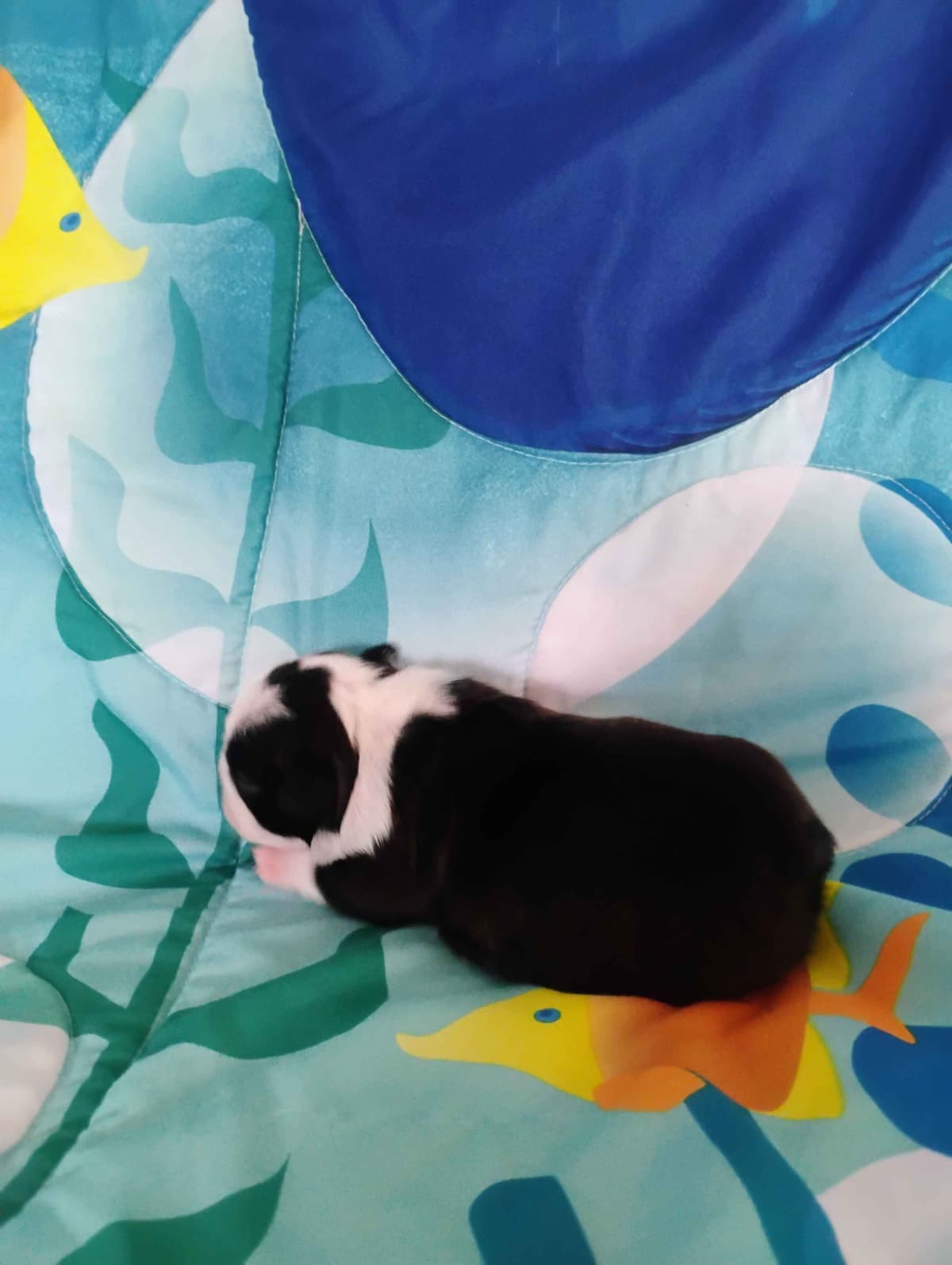 Boston Terrier Puppies breeder image 6