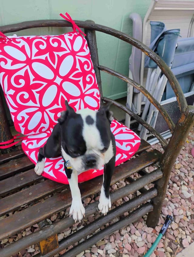 Boston Terrier Puppies media 8