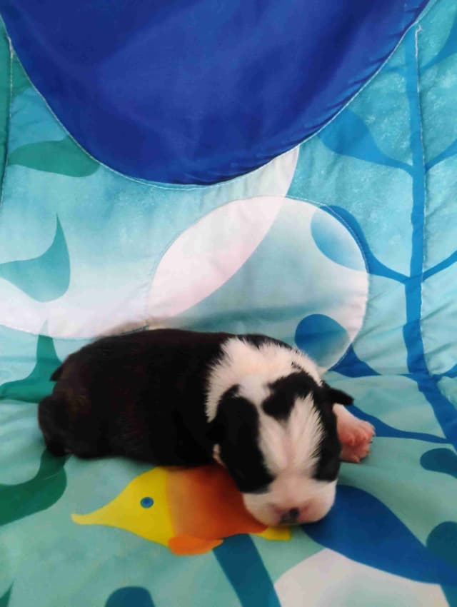 Boston Terrier Puppies media 3
