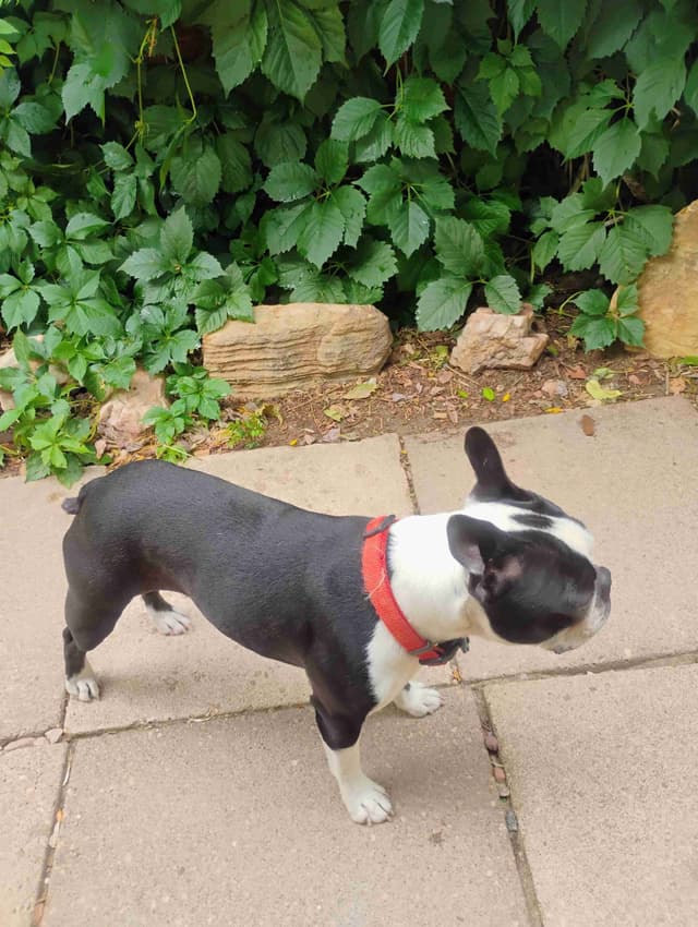 Boston Terrier Puppies media 10