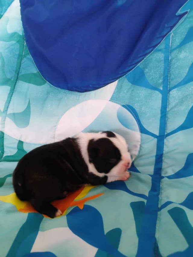 Boston Terrier Puppies media 5