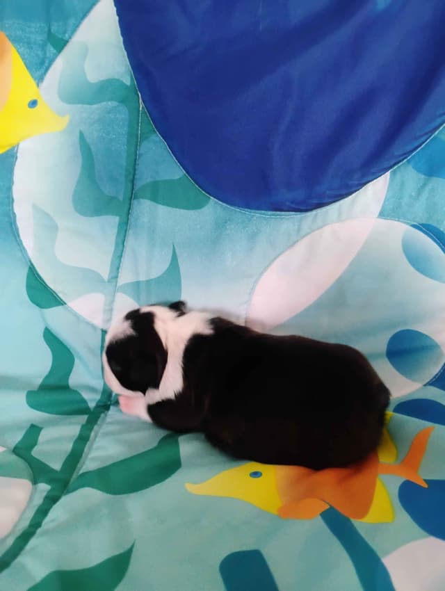 Boston Terrier Puppies media 2