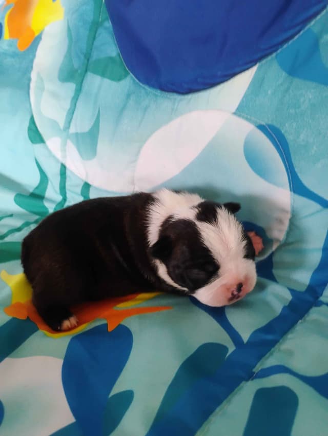 Boston Terrier Puppies media 7