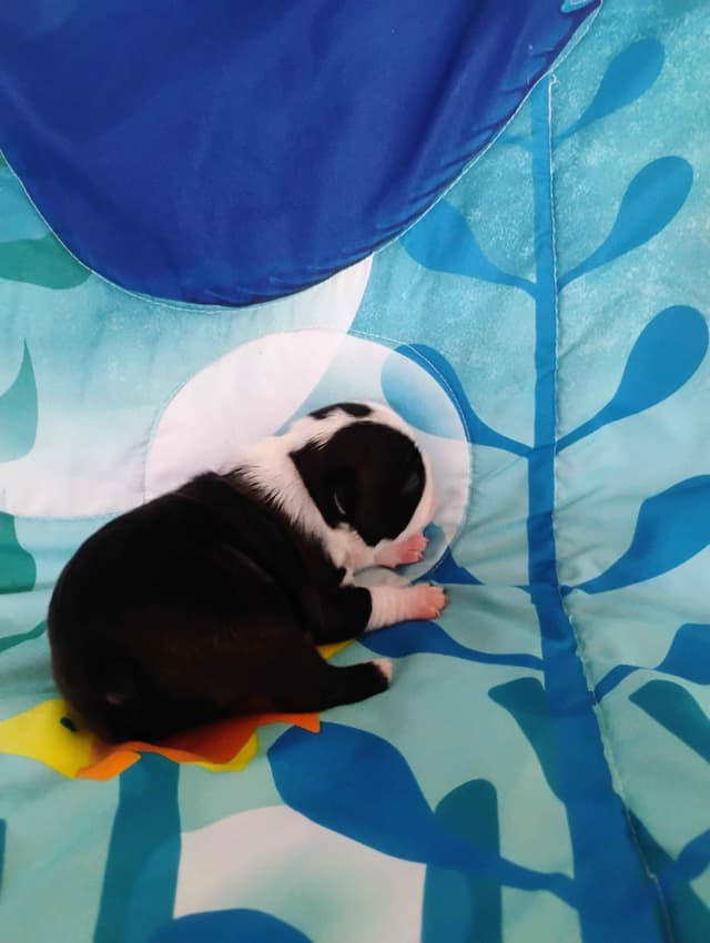 Boston Terrier Puppies media 6