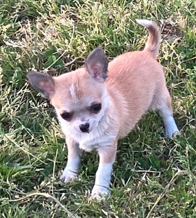 Chihuahua Puppies media 2