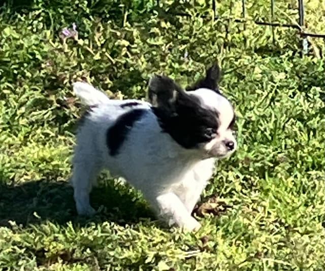 Chihuahua Puppies media 2