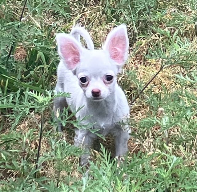 Chihuahua Puppies media 3
