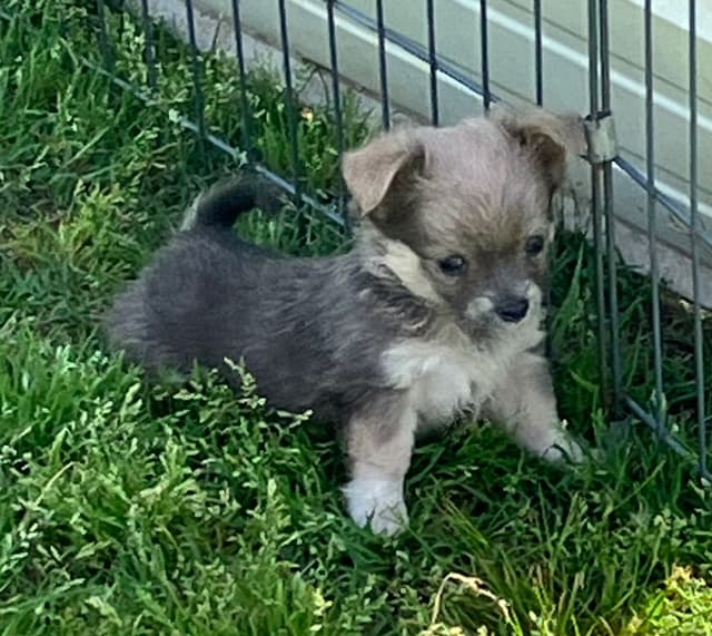 Chihuahua Puppies media 3