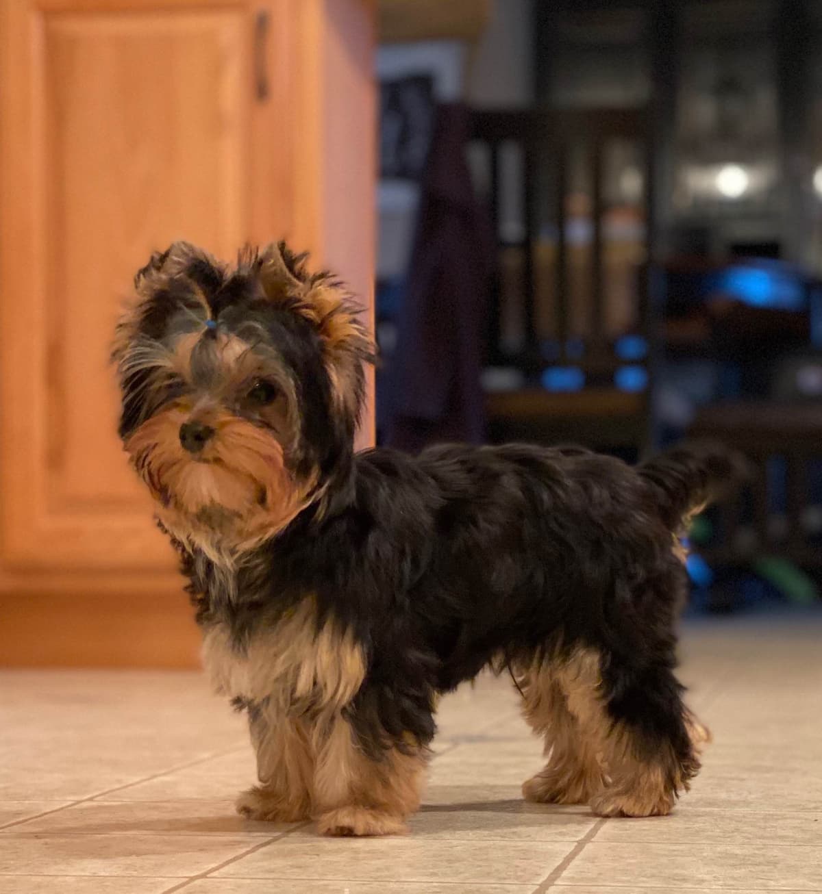 Yorkshire Terrier Puppies breeder image 1