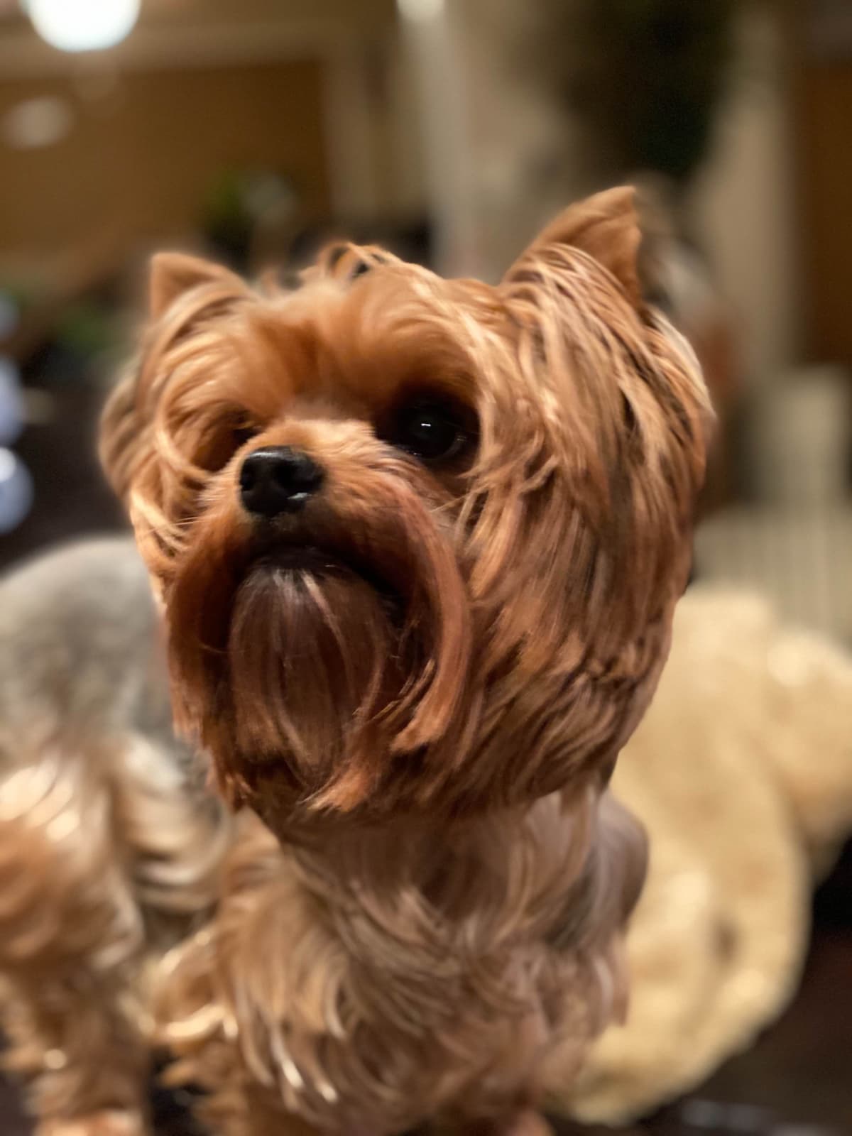 Yorkshire Terrier Puppies breeder image 2
