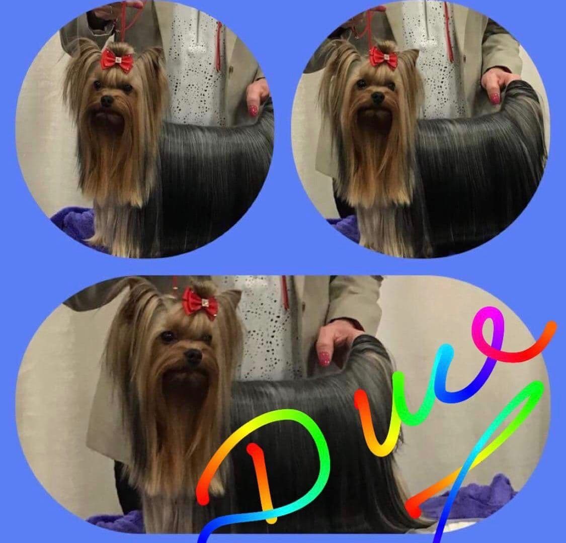 Yorkshire Terrier Puppies breeder image 4