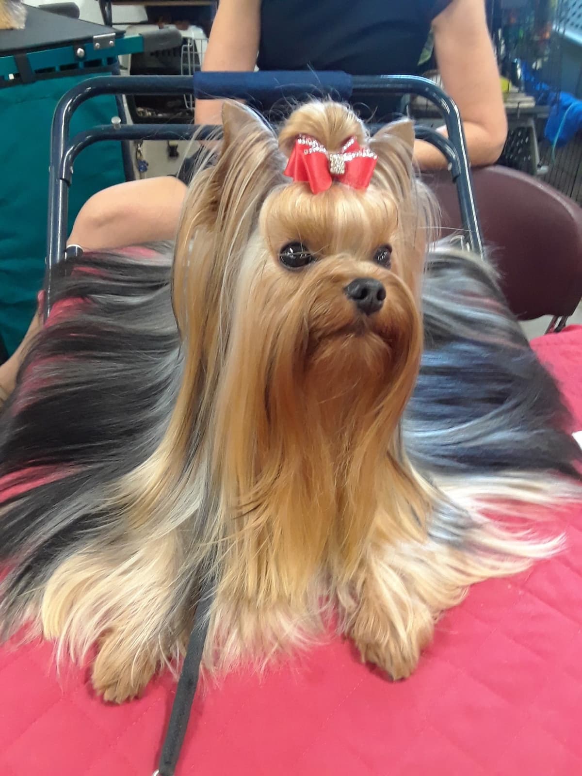 Yorkshire Terrier Puppies breeder image 5
