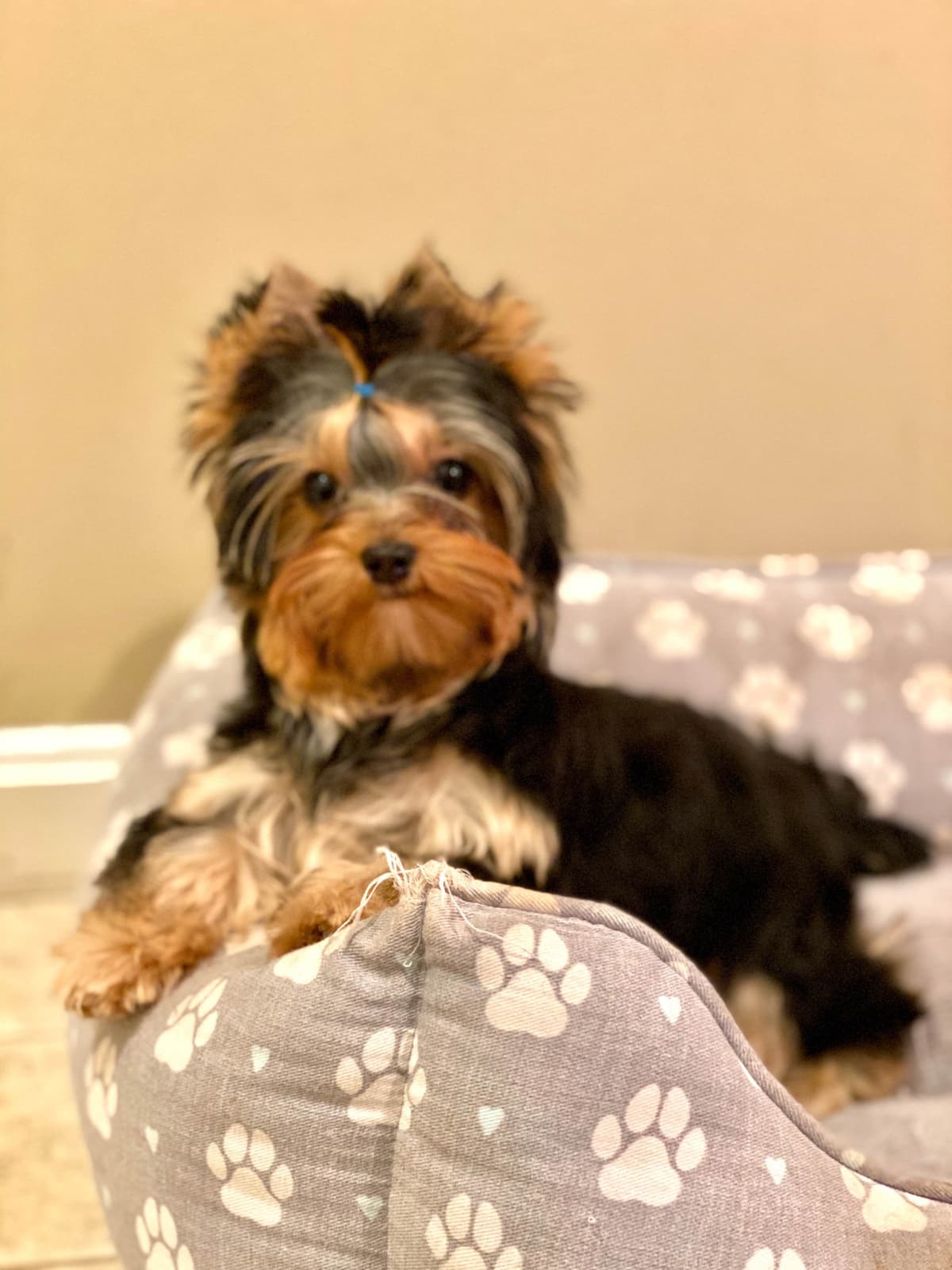 Yorkshire Terrier Puppies breeder image 6