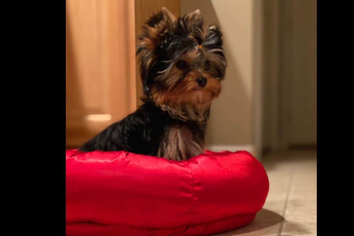 Yorkshire Terrier Puppies breeder image 7