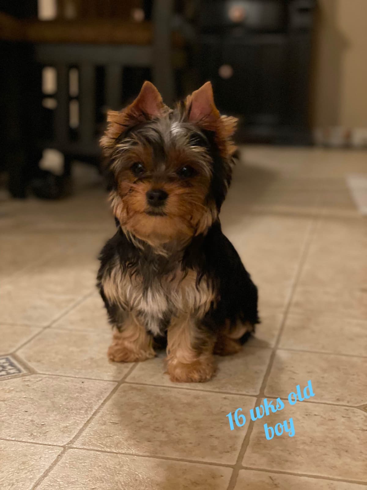 Yorkshire Terrier Puppies breeder image 9