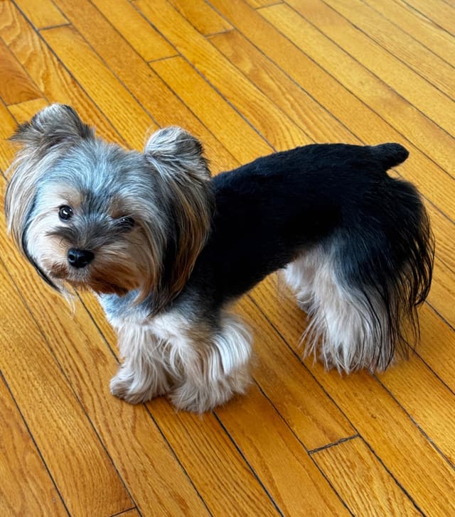 Yorkshire Terrier Puppies media 6