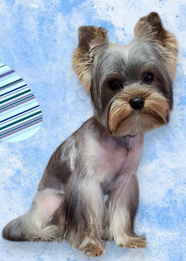 Yorkshire Terrier Puppies media 7