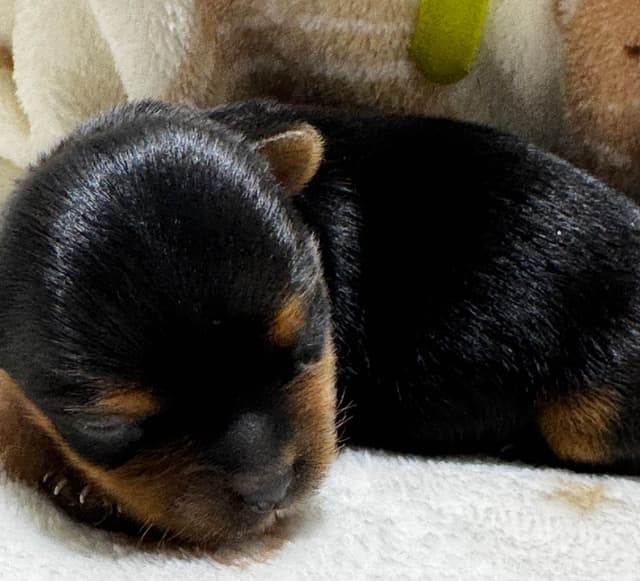 Yorkshire Terrier Puppies media 4