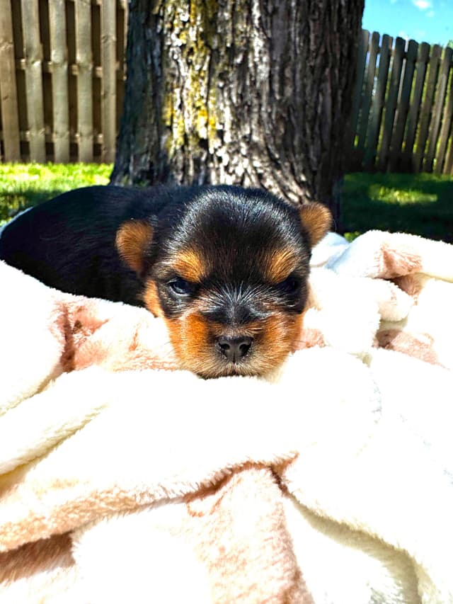 Yorkshire Terrier Puppies media 5