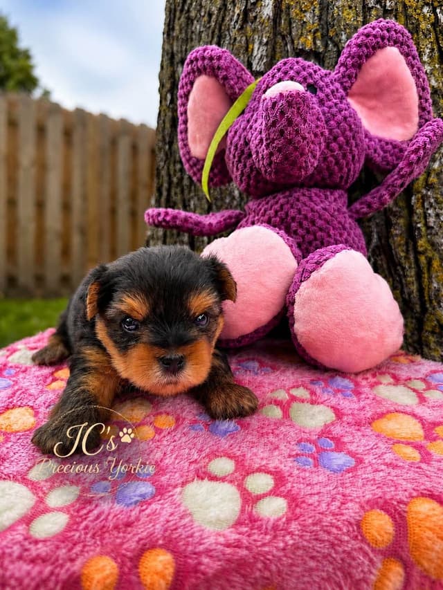 Yorkshire Terrier Puppies media 3