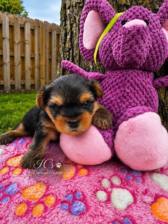 Yorkshire Terrier Puppies media 2