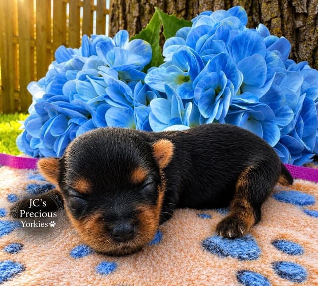 Beautiful  Tiny AKC Registered Yorkshire Terrier Puppies media 2