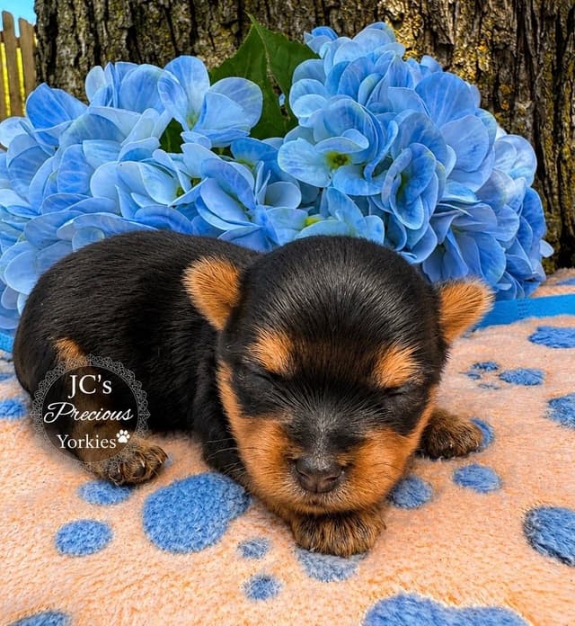 Beautiful  Tiny AKC Registered Yorkshire Terrier Puppies media 6