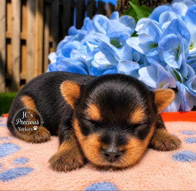 Beautiful  Tiny AKC Registered Yorkshire Terrier Puppies media 4