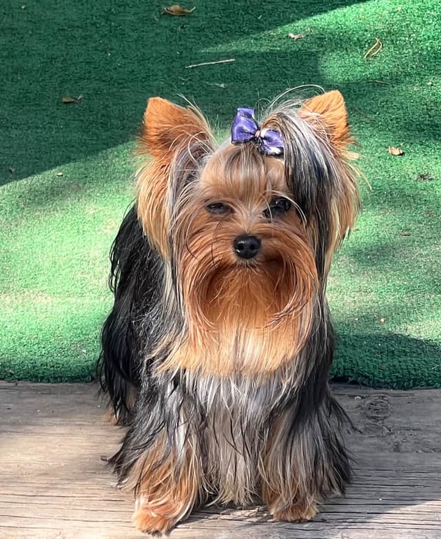 Beautiful  Tiny AKC Registered Yorkshire Terrier Puppies media 7