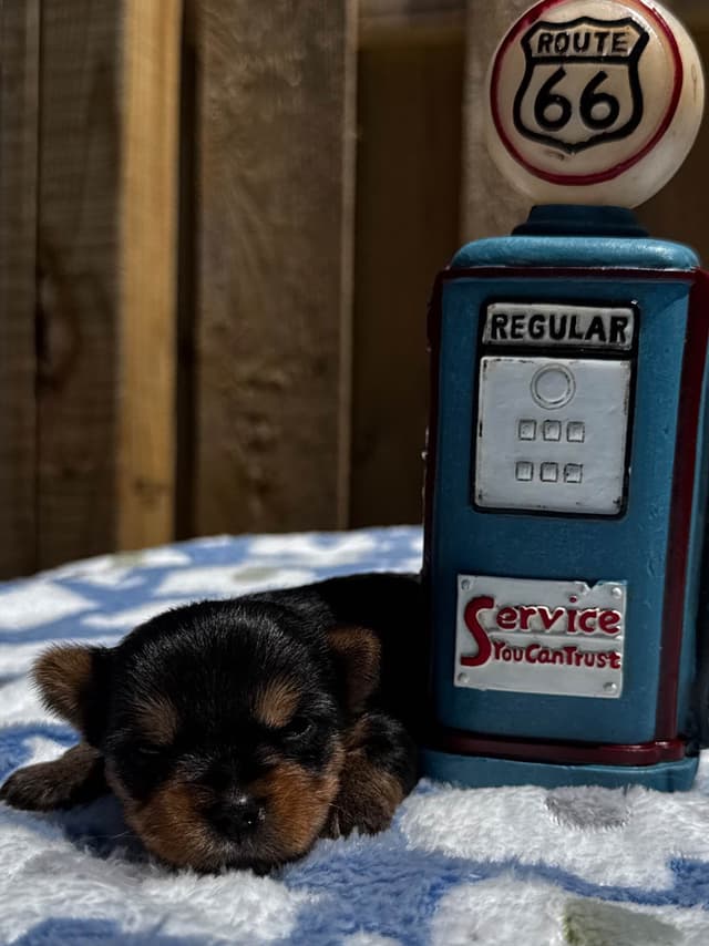 Beautiful  Tiny AKC Registered Yorkshire Terrier Puppies media 3