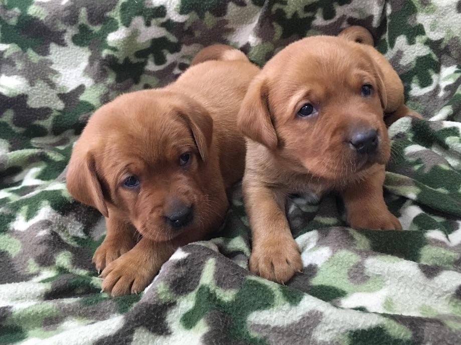 Beautiful Silver Labrador Retriever Puppies breeder image 1