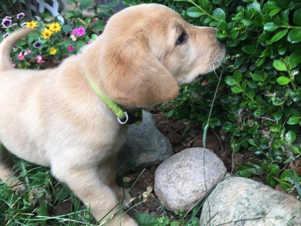 Beautiful Silver Labrador Retriever Puppies breeder image 5