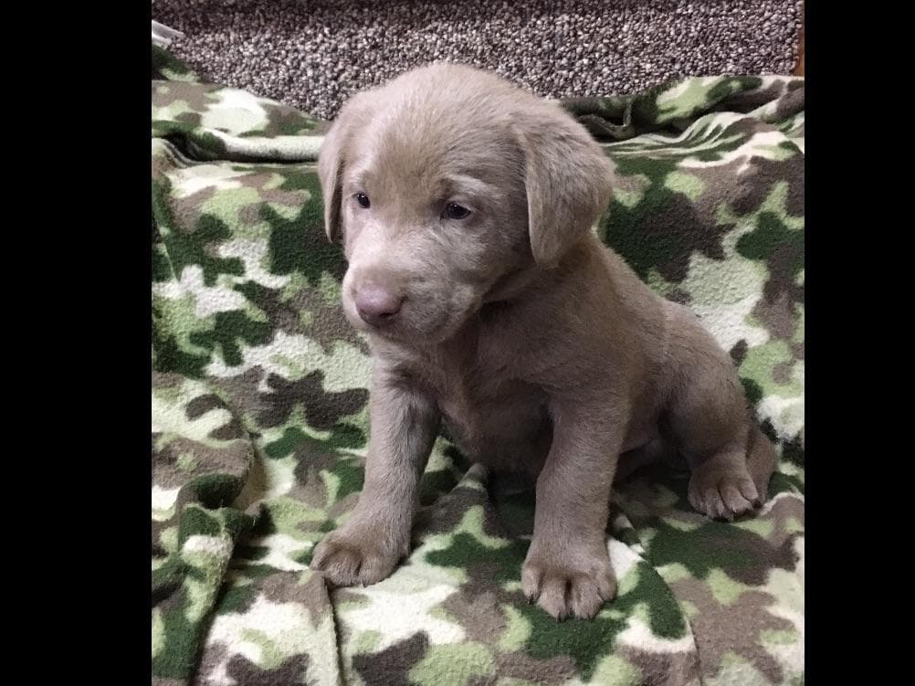 Beautiful Silver Labrador Retriever Puppies breeder image 4