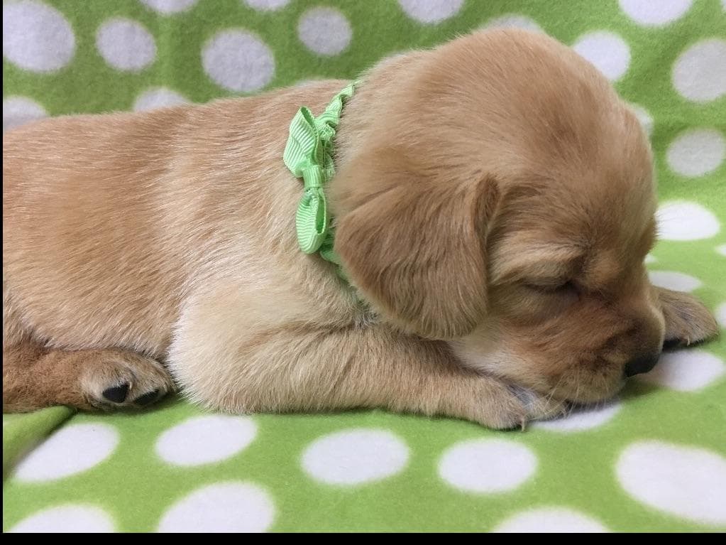 Beautiful Silver Labrador Retriever Puppies breeder image 3