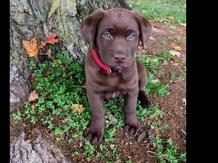 Beautiful Silver Labrador Retriever Puppies breeder image 2