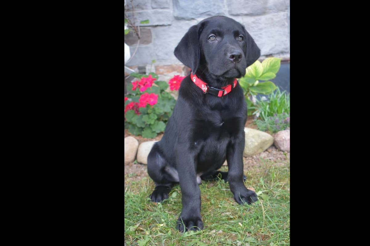 Beautiful Silver Labrador Retriever Puppies breeder image 6